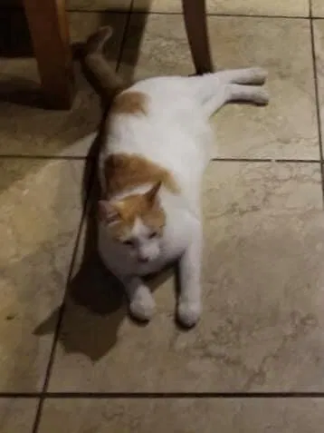 Lost cat in Spring, TX, 77379