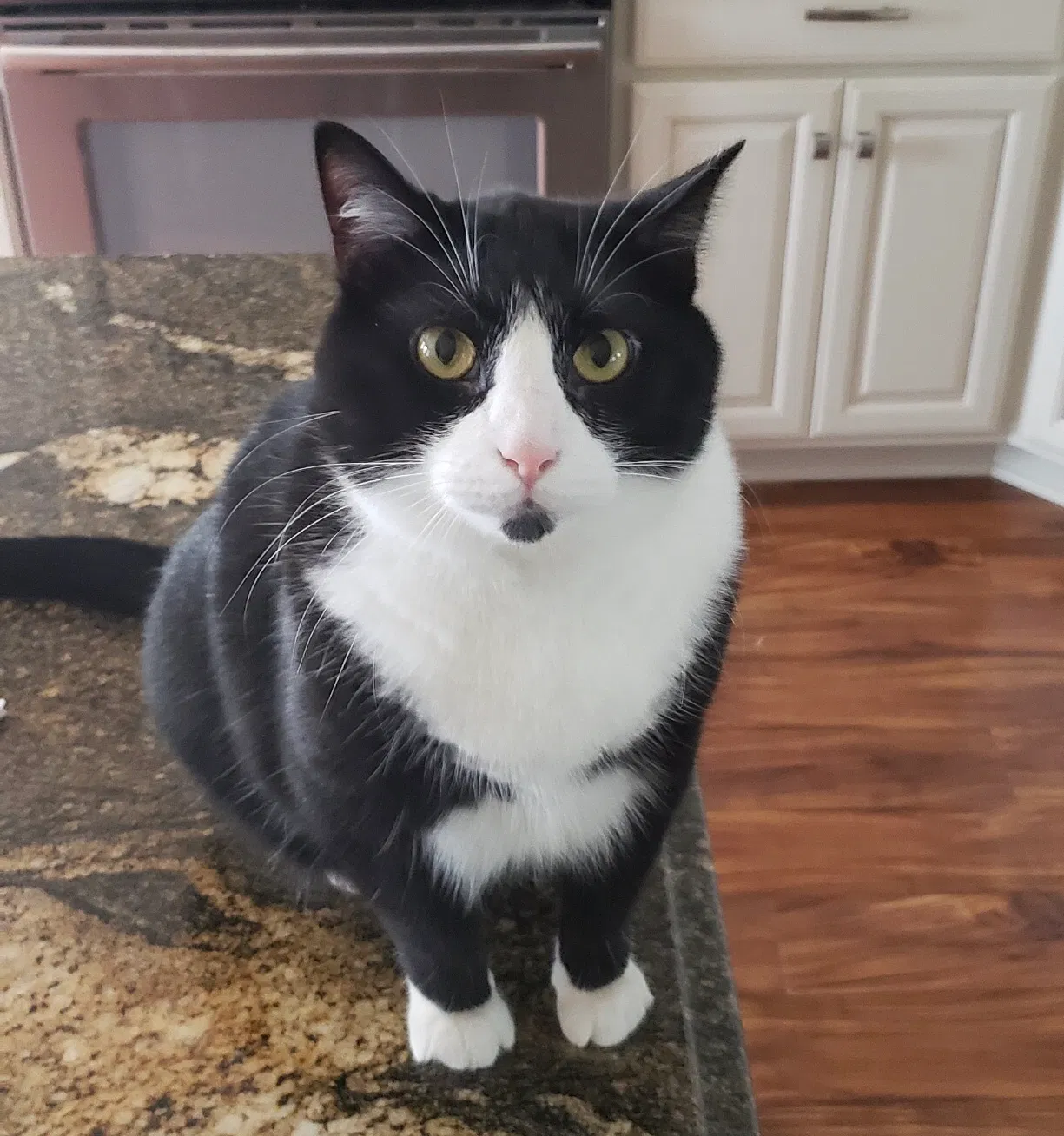 Lost cat in Berea, OH, 44017