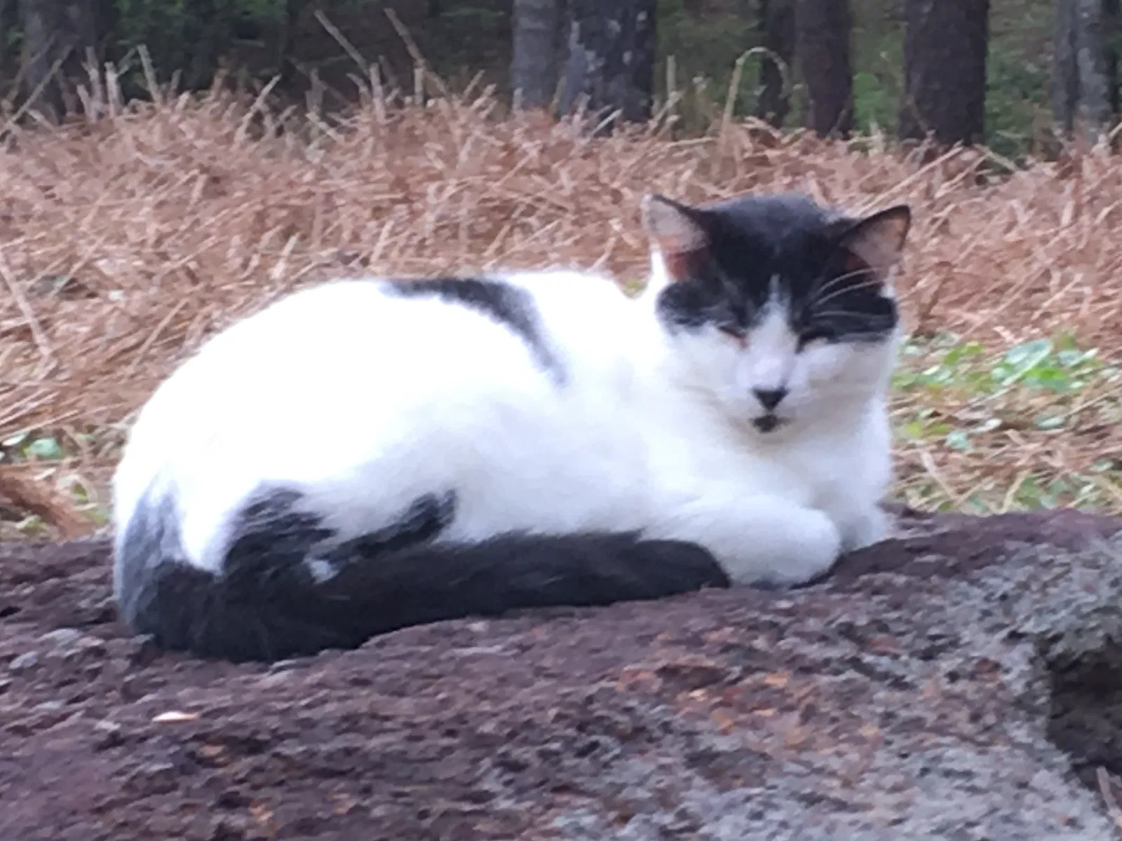 Lost cat in Dubach, LA, 71235