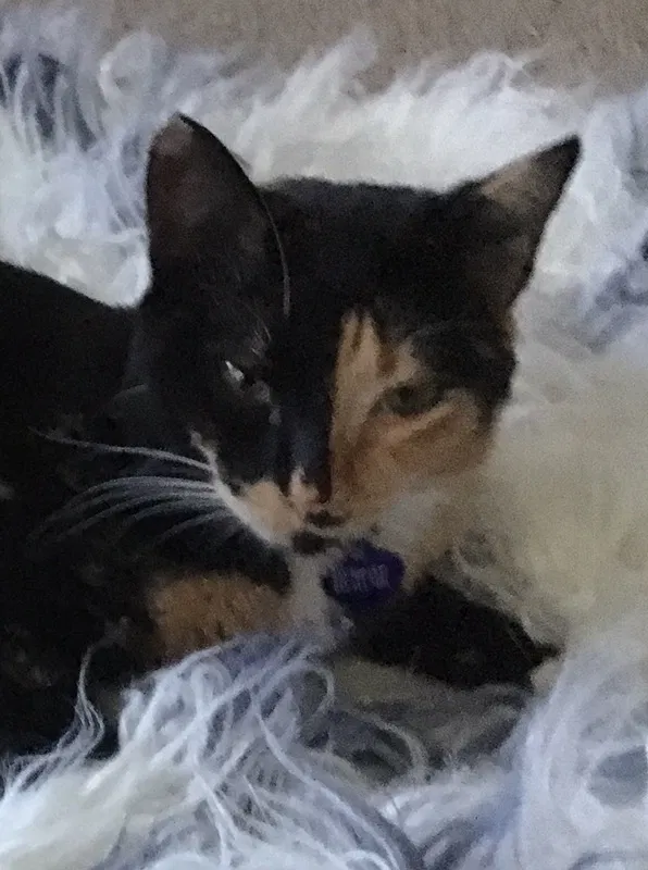 Lost cat in Spring, TX, 77386