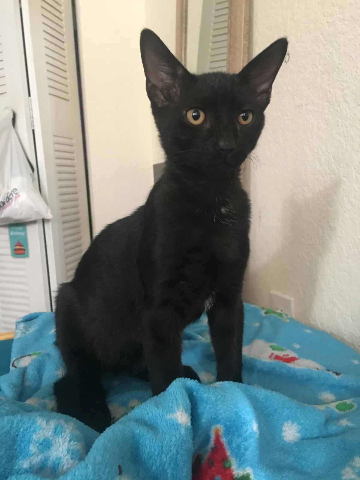 Lost cat in Miami, FL, 33193