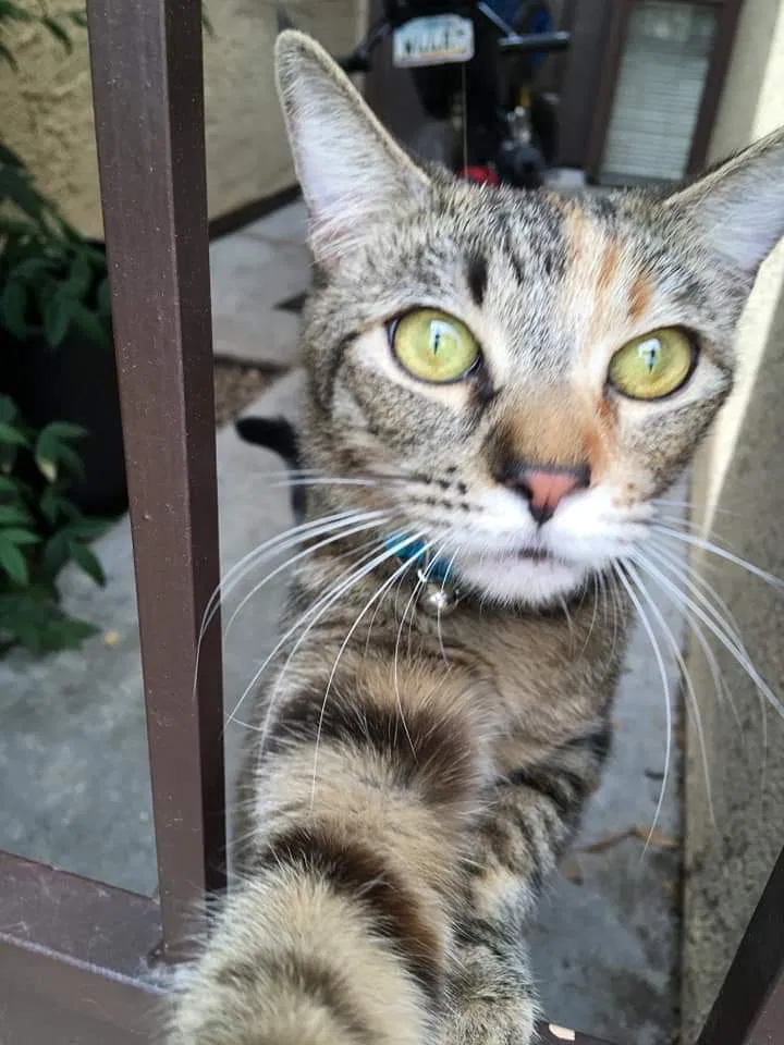 Lost cat in Tucson, AZ, 85748