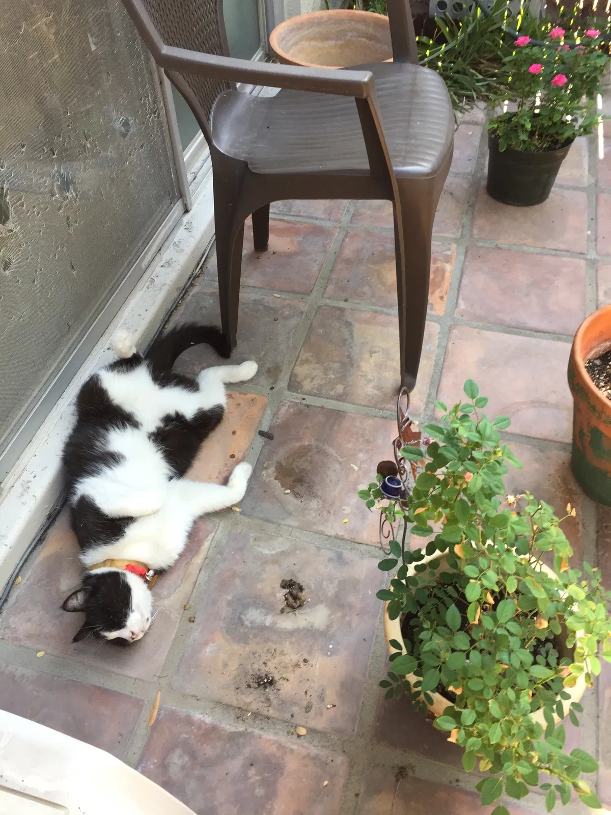 Lost cat in Tucson, AZ, 85716