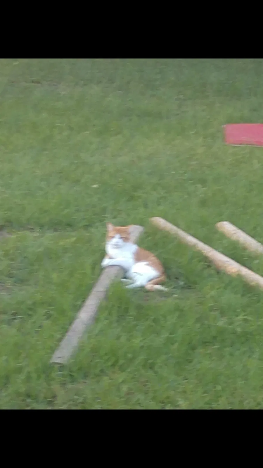 Lost cat in Waller, TX, 77484