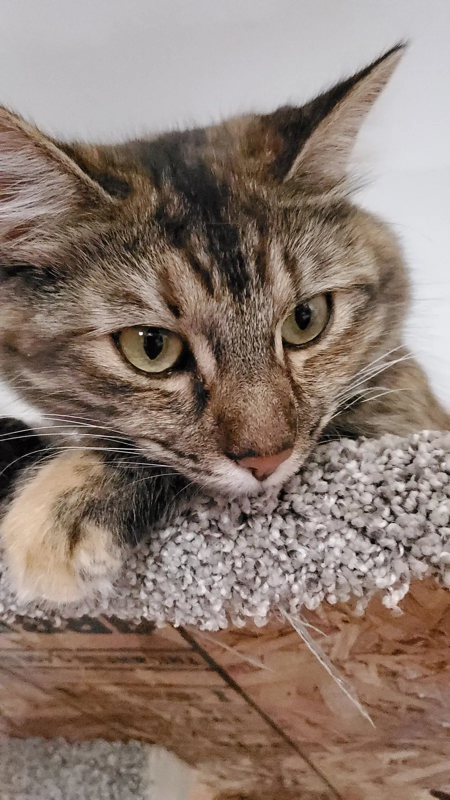 Lost cat in Pueblo, CO, 81007