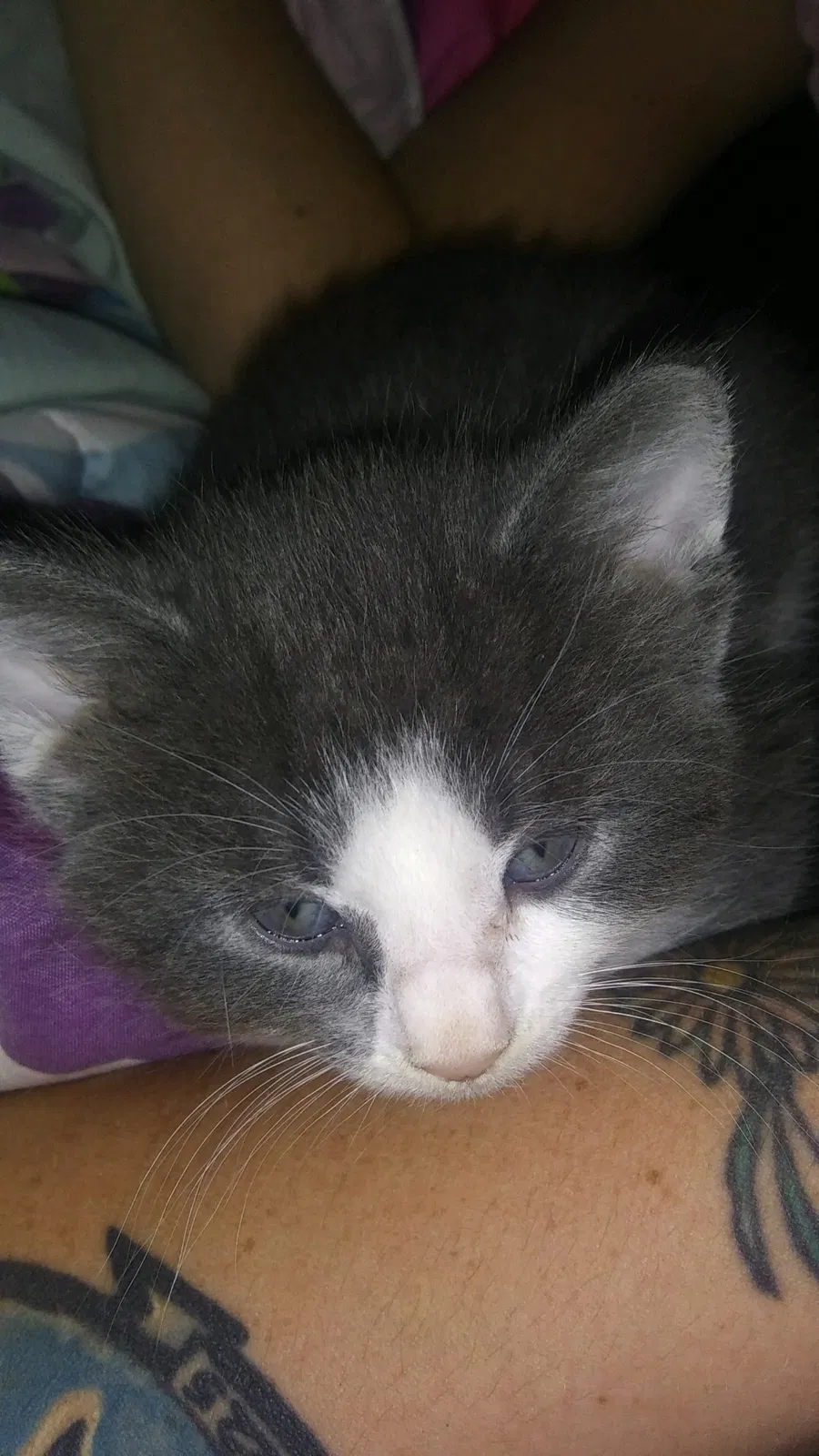 Lost cat in Pensacola, FL, 32505