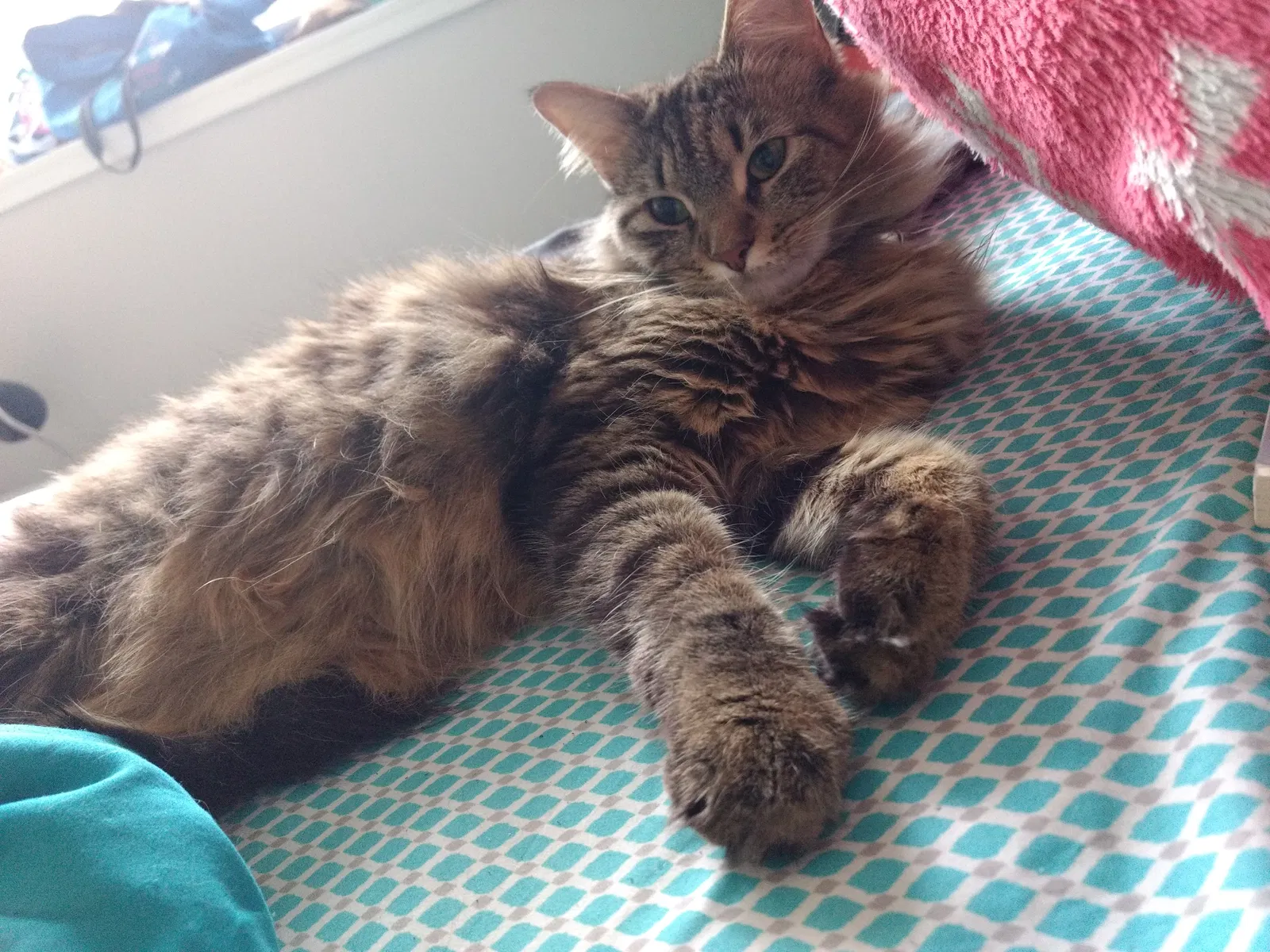 Lost cat in Chesapeake, VA, 23320