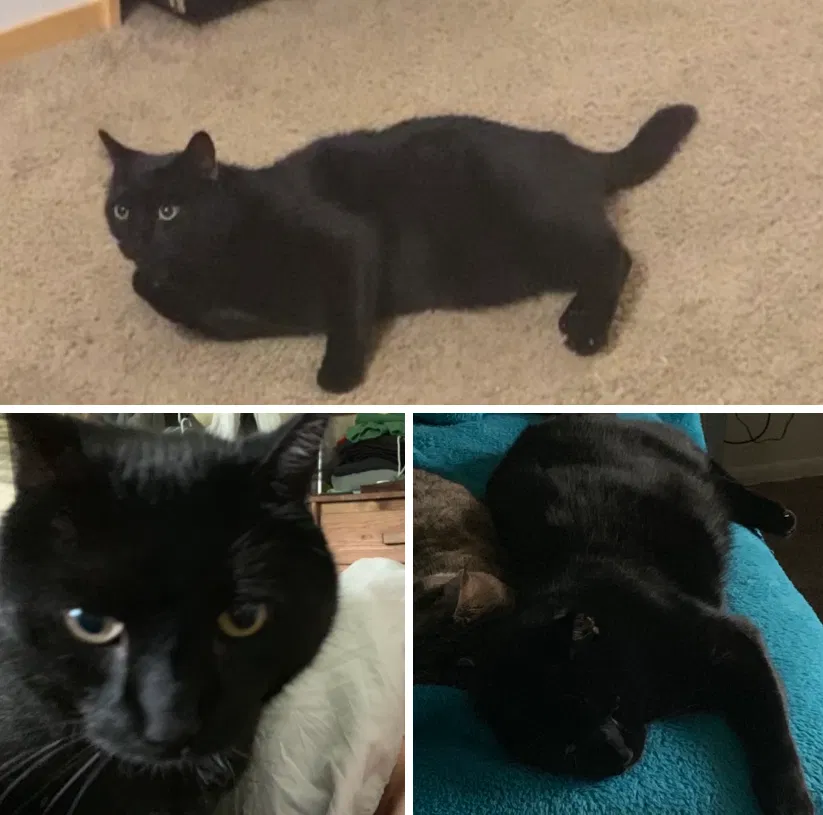Lost cat in Henrietta, NY, 14467