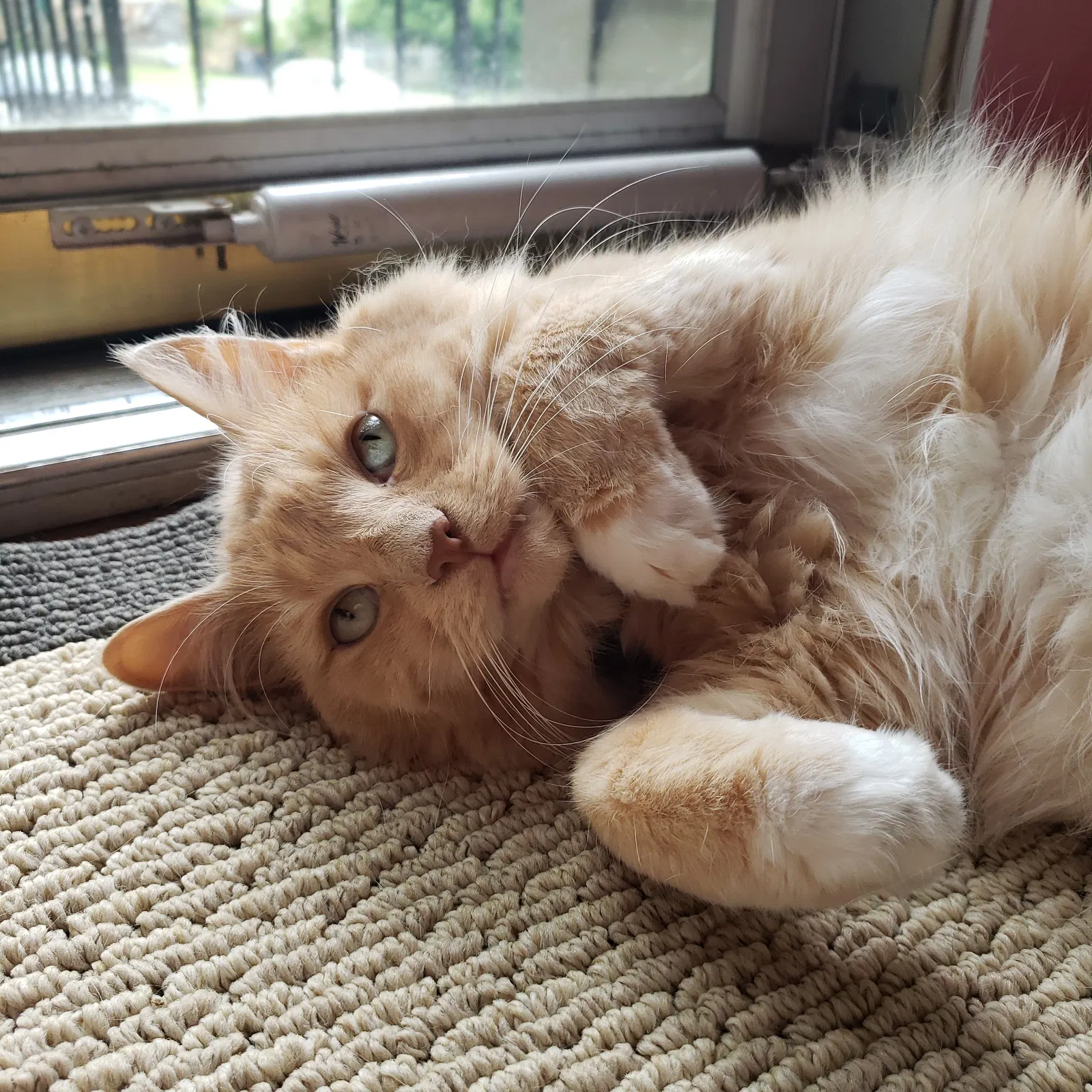 Lost cat in Lexington, KY, 40515
