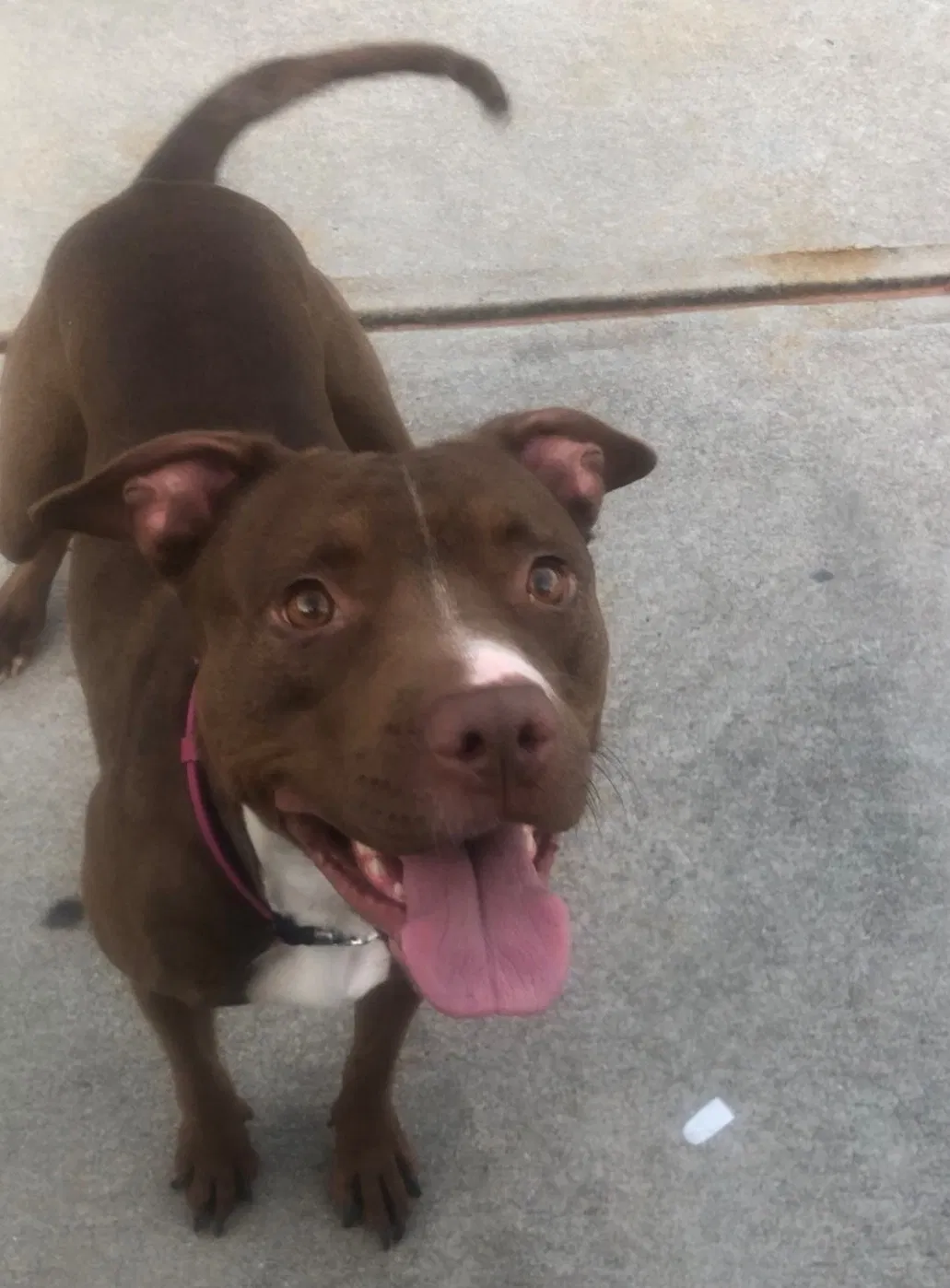 Lost dog in Temple, GA, 30179