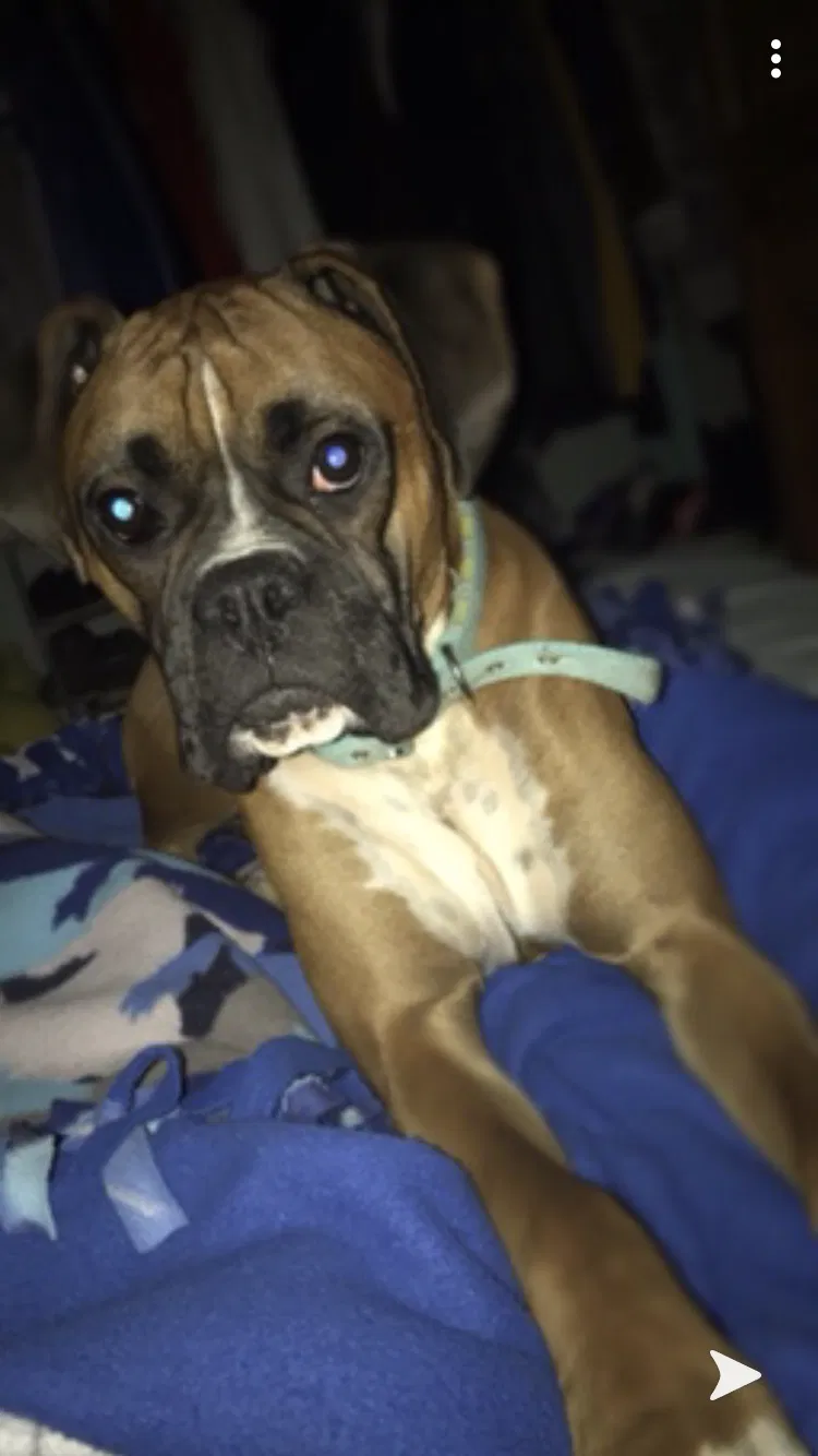 Lost dog in Preston, MN, 55965