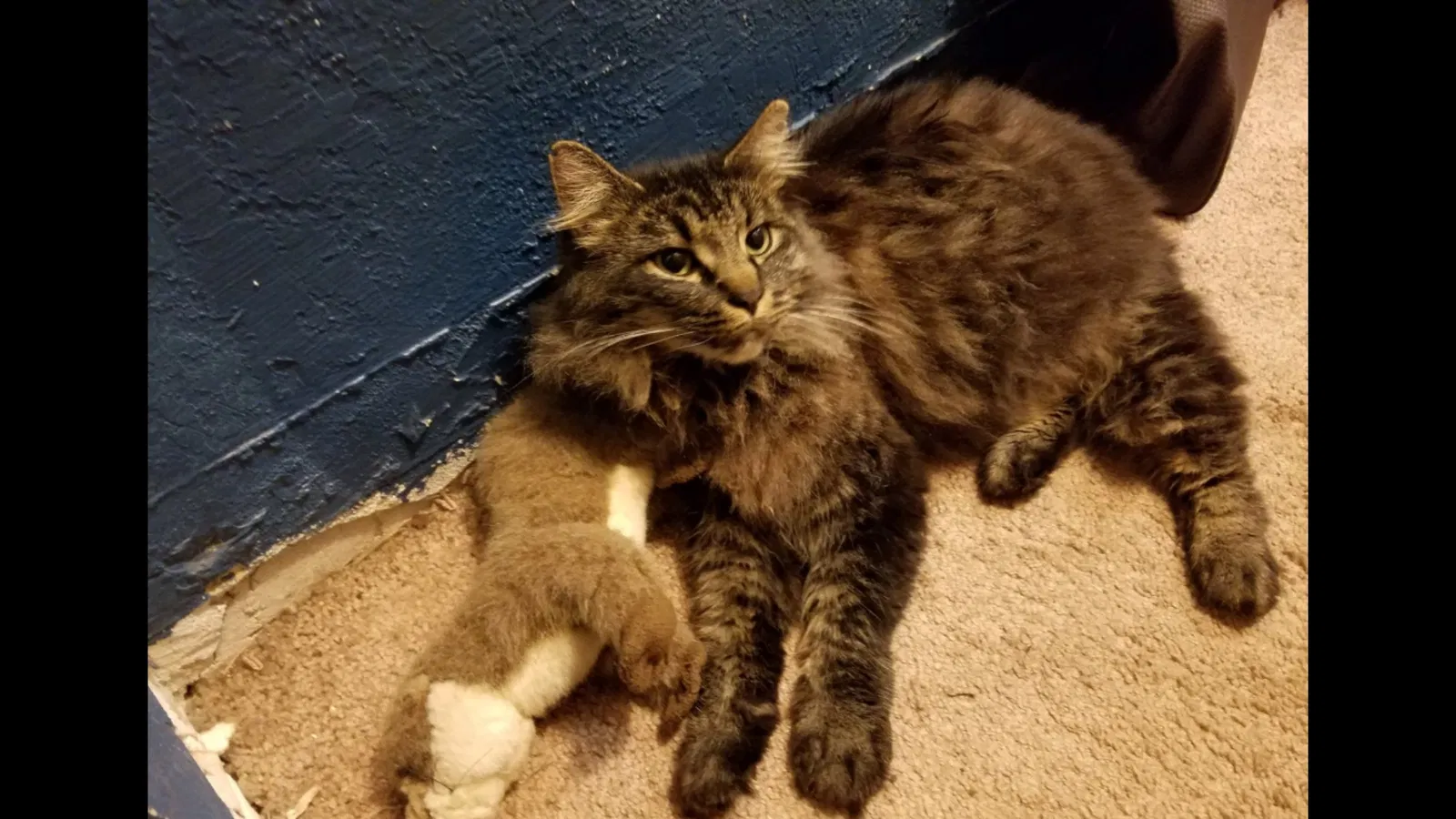 Lost cat in Salem, OR, 97317