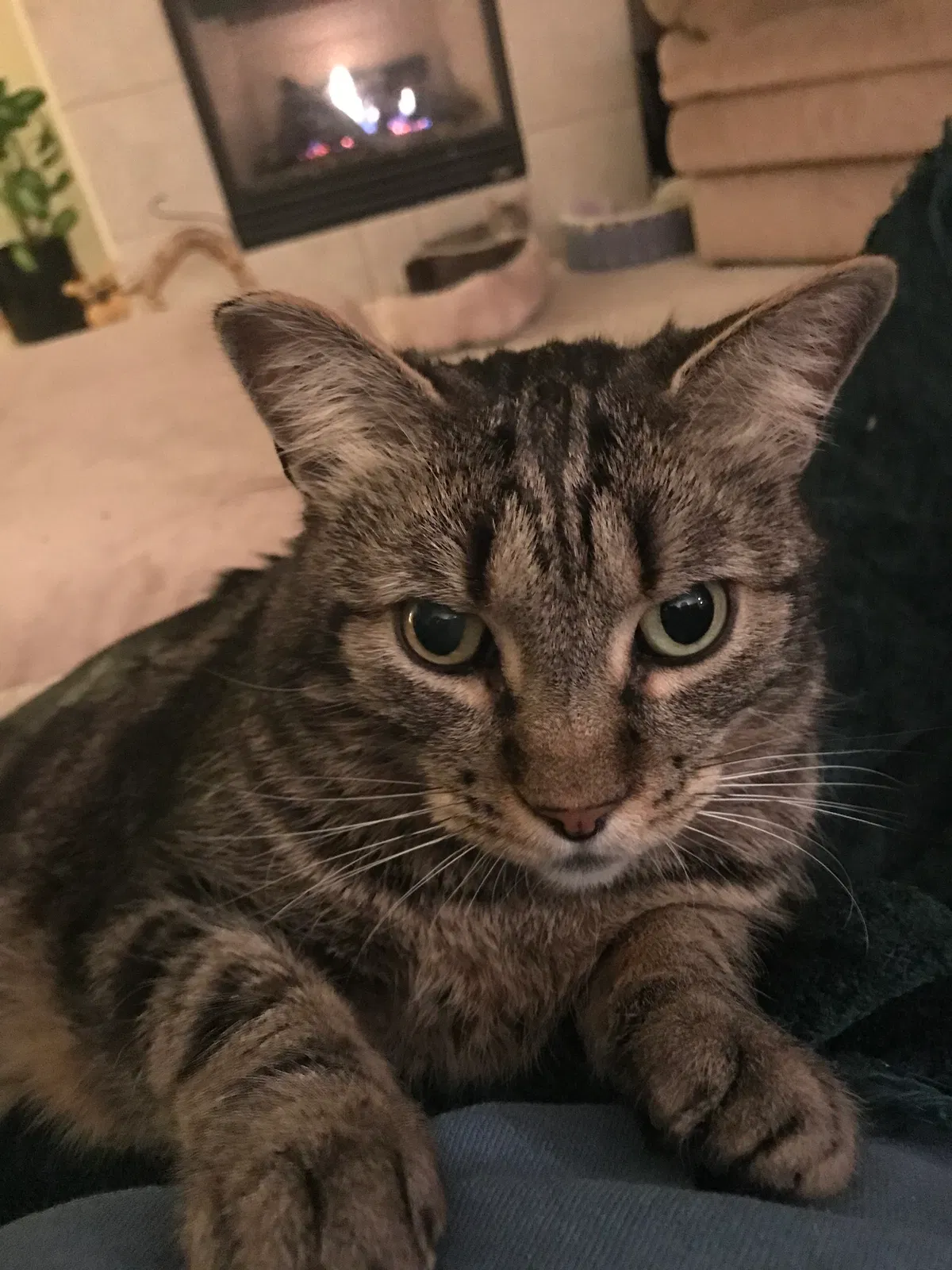 Lost cat in Littleton, CO, 80125