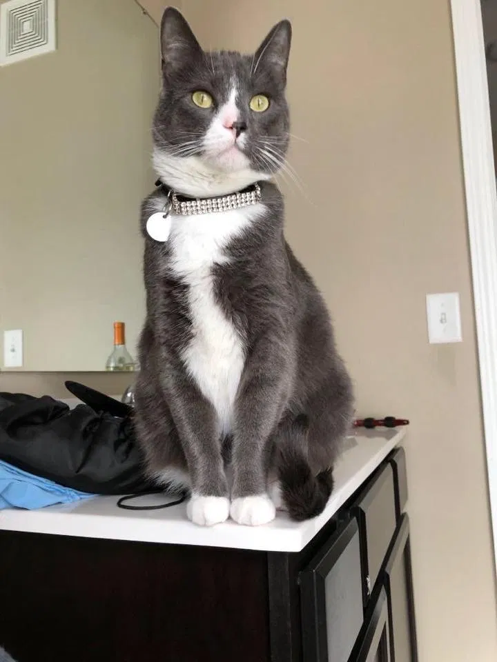 Lost cat in Woodland Hills, CA, 91367
