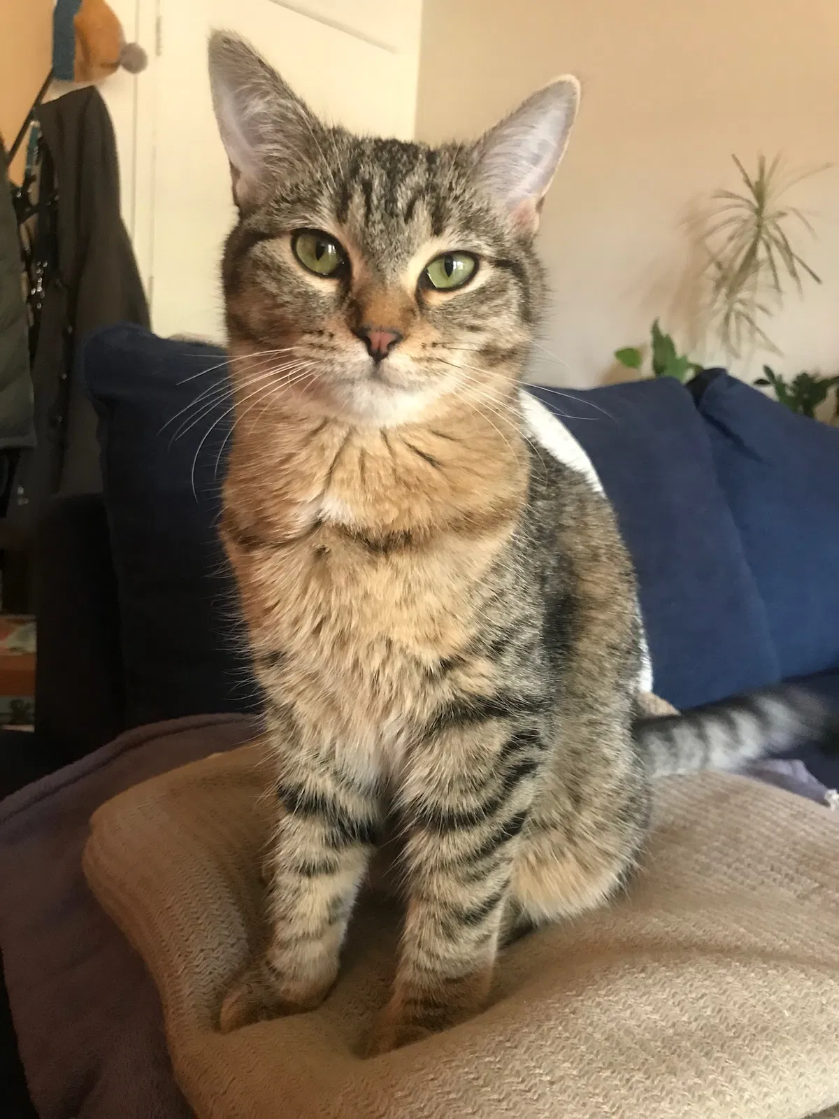 Lost cat in Flagstaff, AZ, 86001