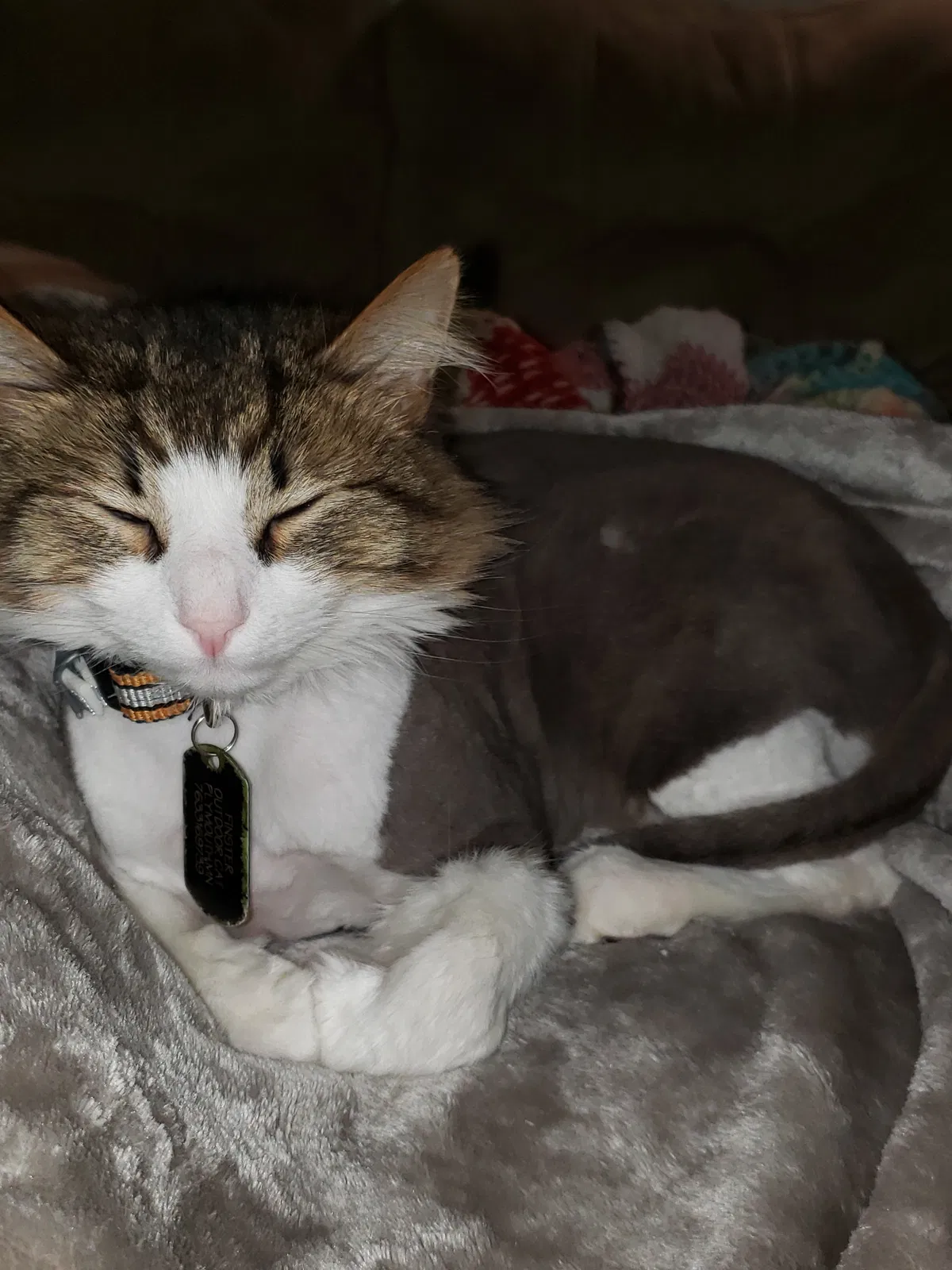 Lost cat in Minneapolis, MN, 55447