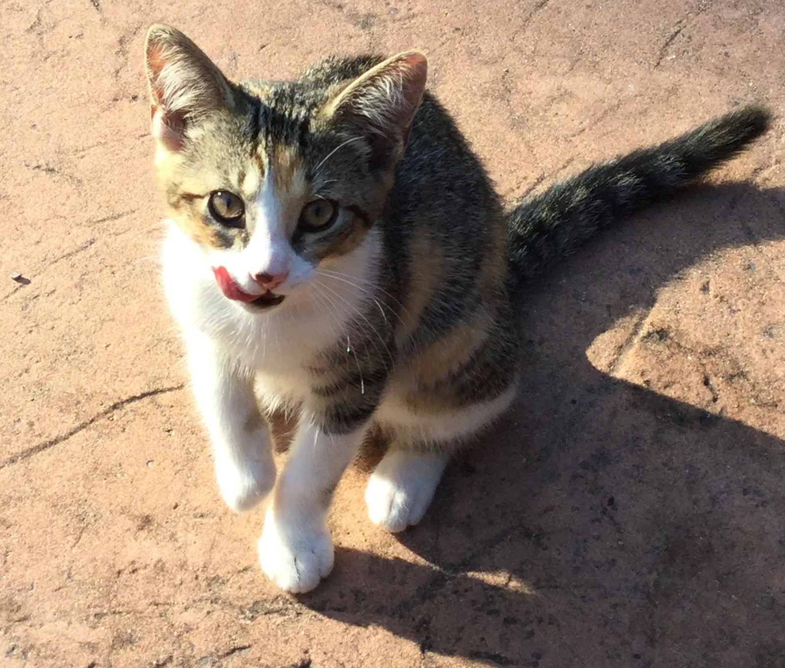 Lost cat in Fenton, MI, 48430