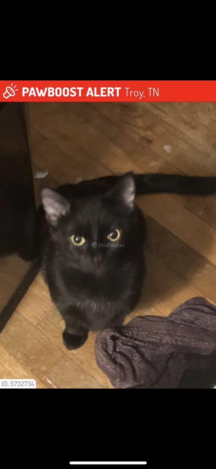 Lost cat in Troy, TN, 38260