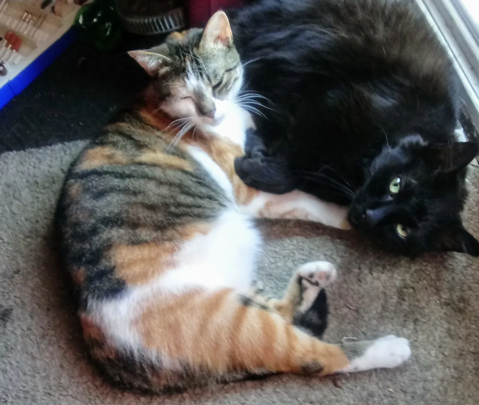 Lost cat in Grand Rapids, MI, 49504