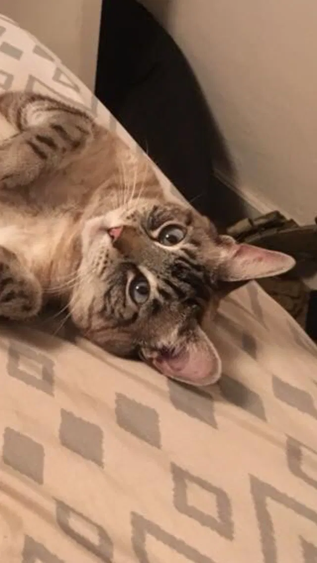 Lost cat in Lodi, CA, 95240