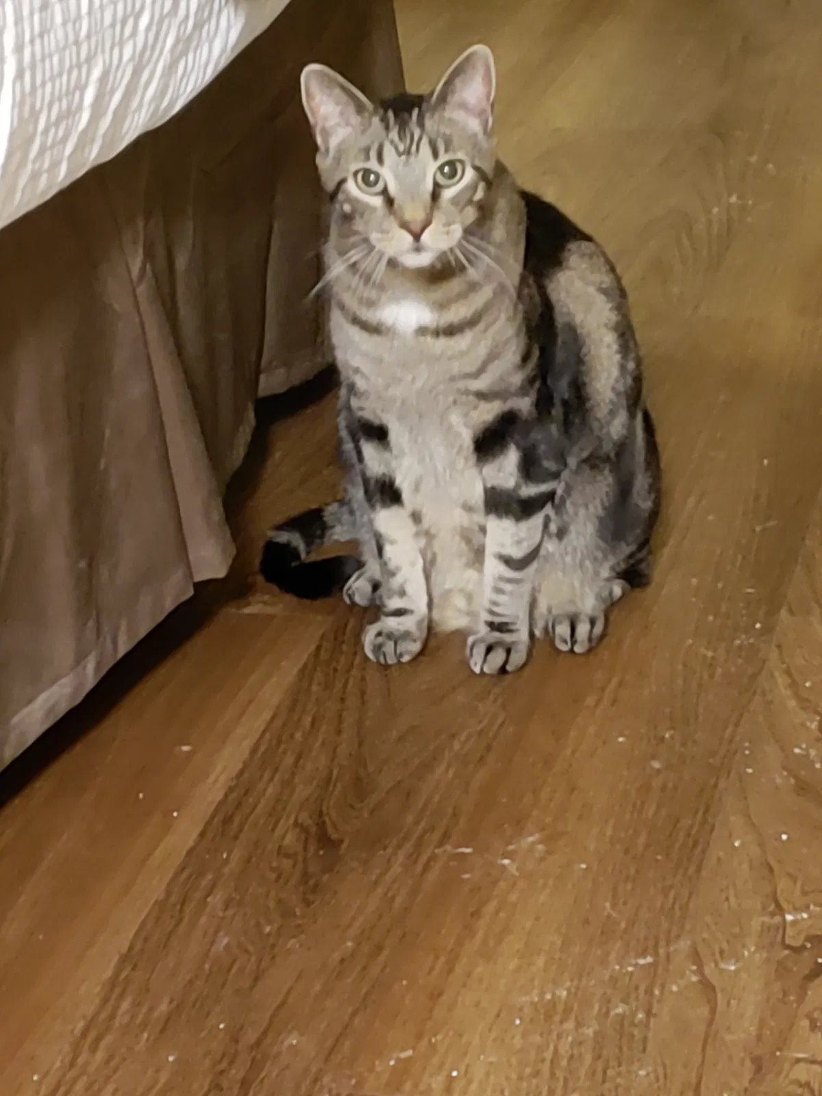 Lost cat in Cheyenne, WY, 82009