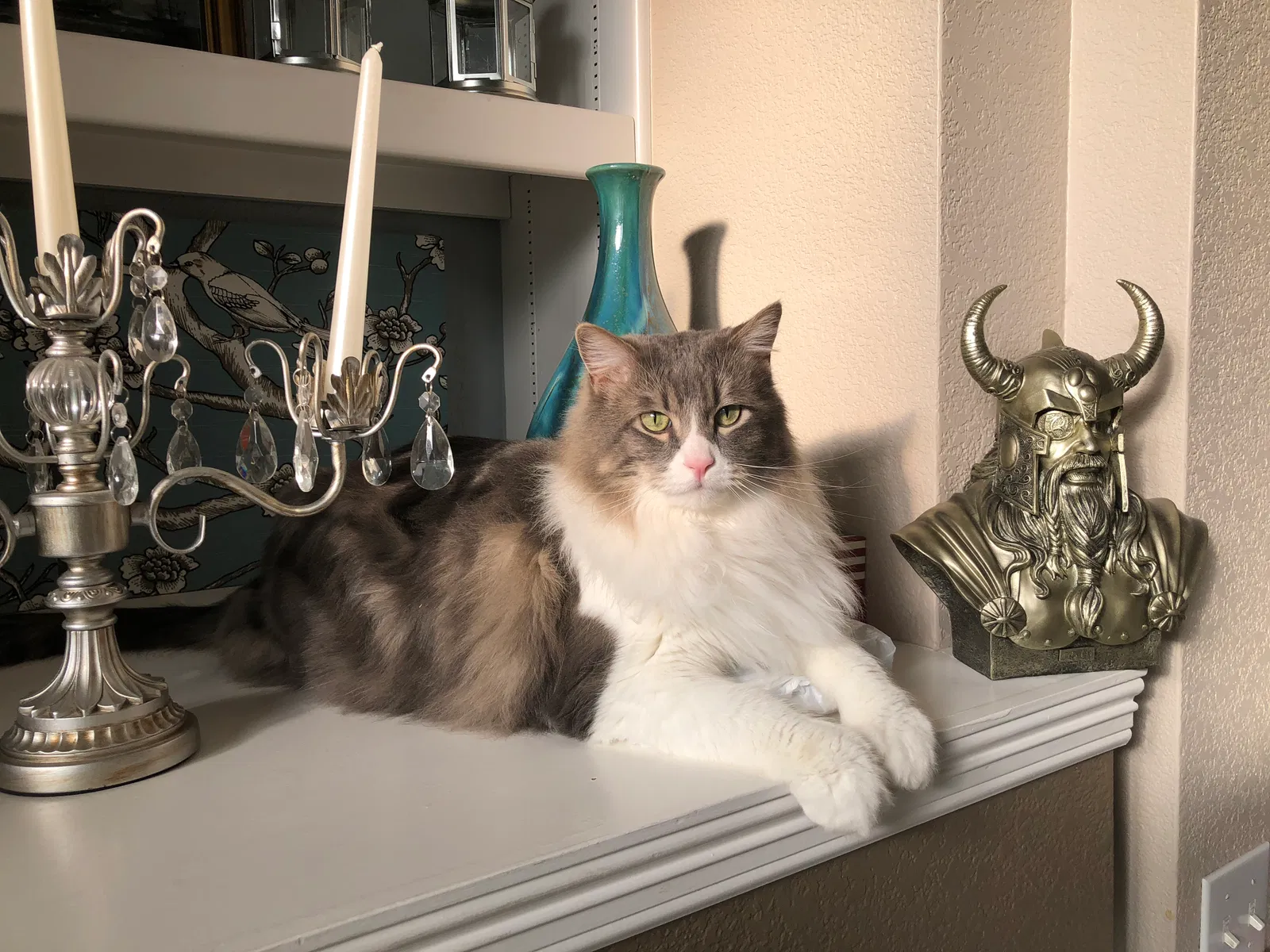 Lost cat in Parker, CO, 80134
