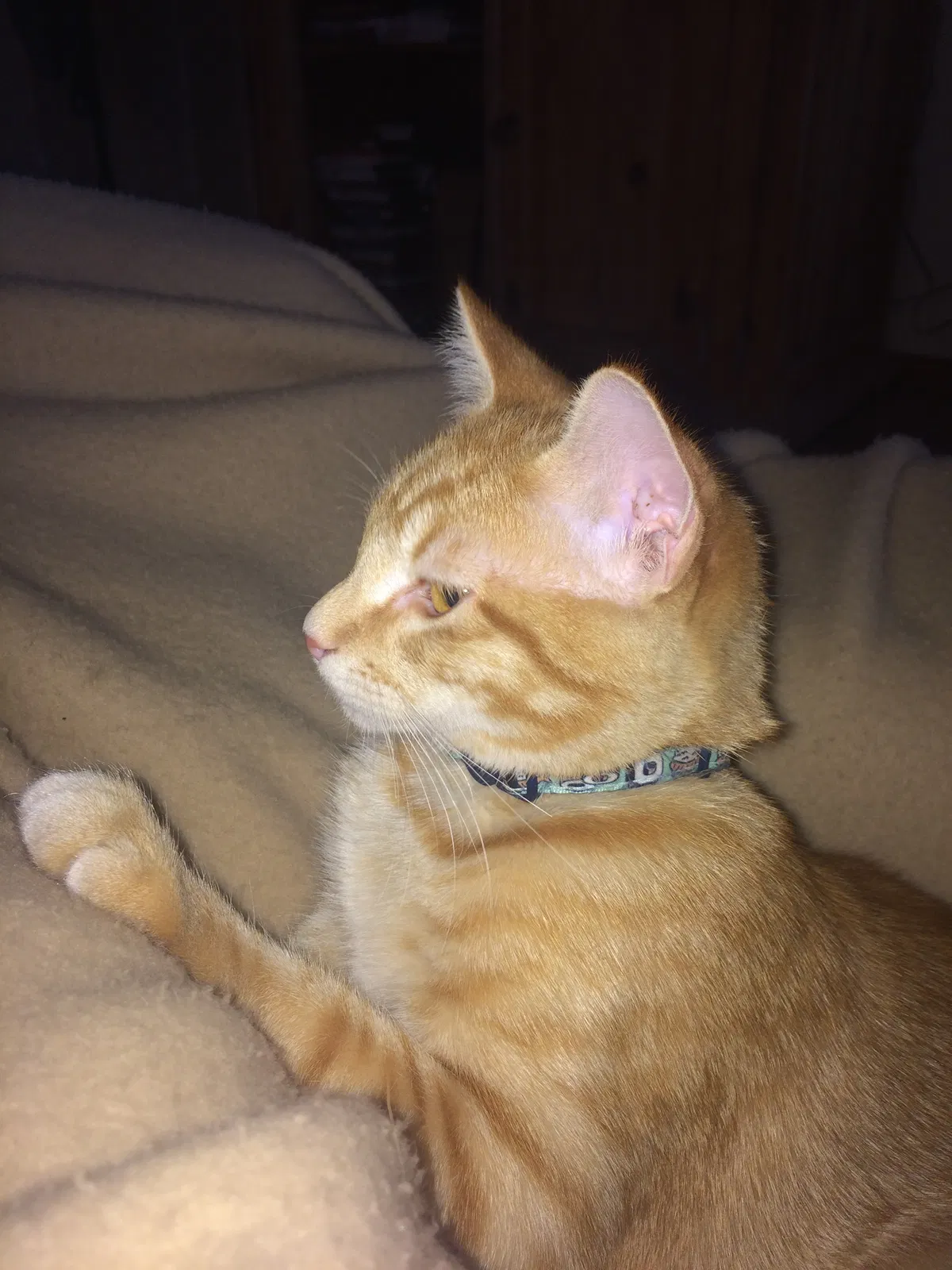 Lost cat in Albuquerque, NM, 87114