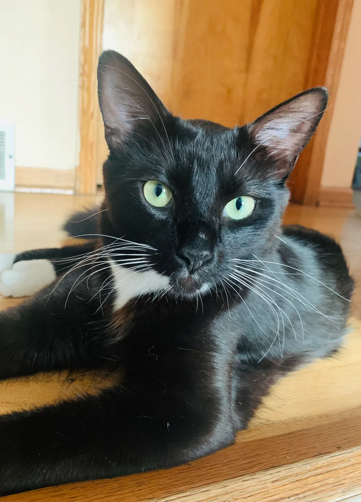 Lost cat in Addison, IL, 60101