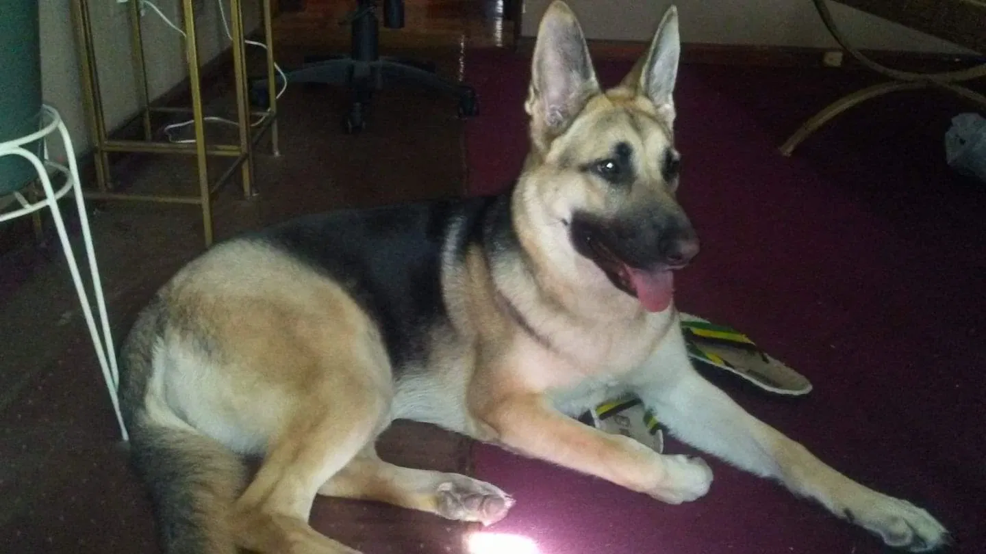 Lost dog in Chicago, IL, 60609