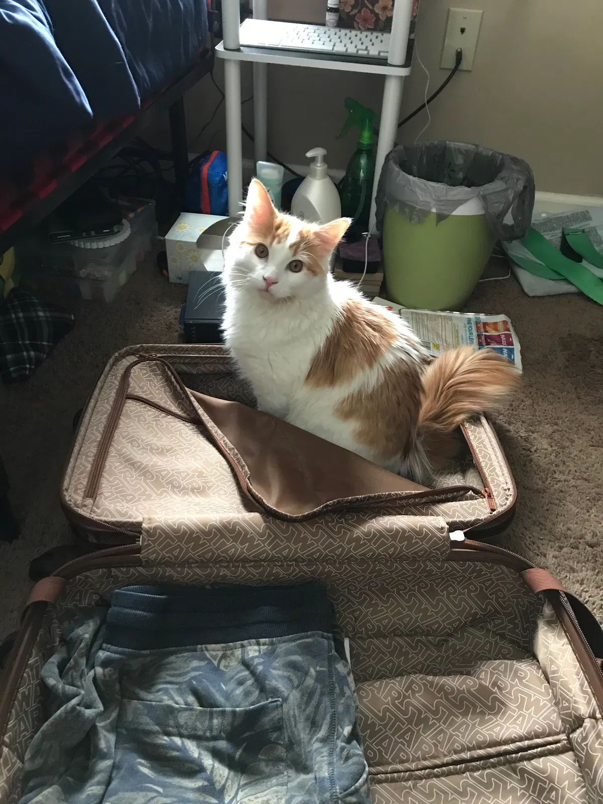 Lost cat in Glens Falls, NY, 12801