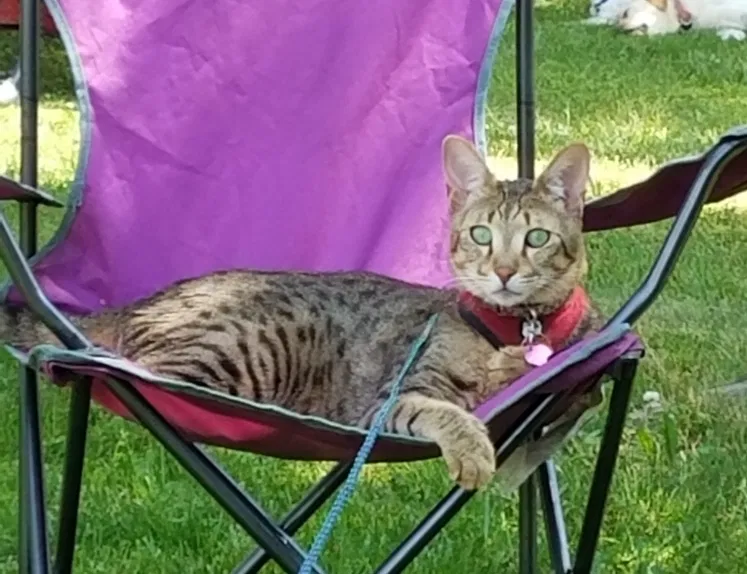Lost cat in Sumter, SC, 29154