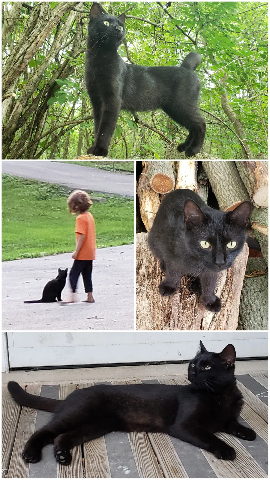 Lost cat in Merrillville, IN, 46410