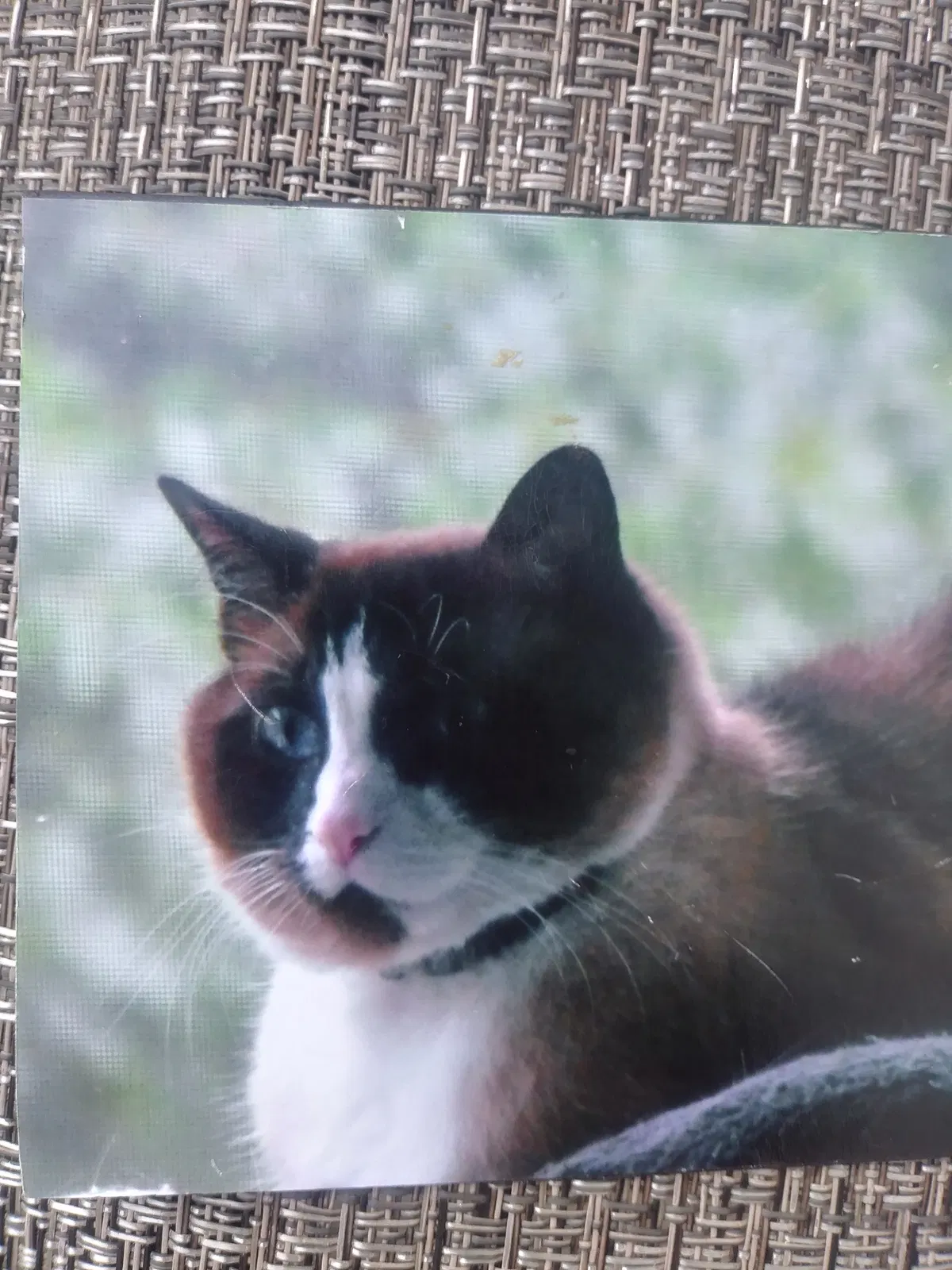 Lost cat in Minneapolis, MN, 55448