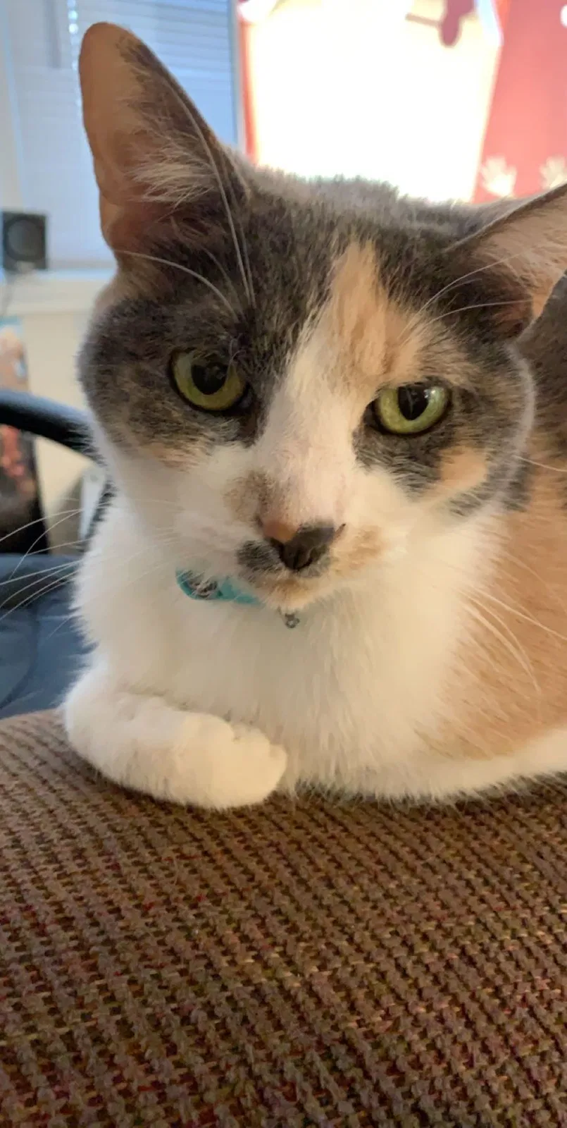 Lost cat in Hazel Park, MI, 48030