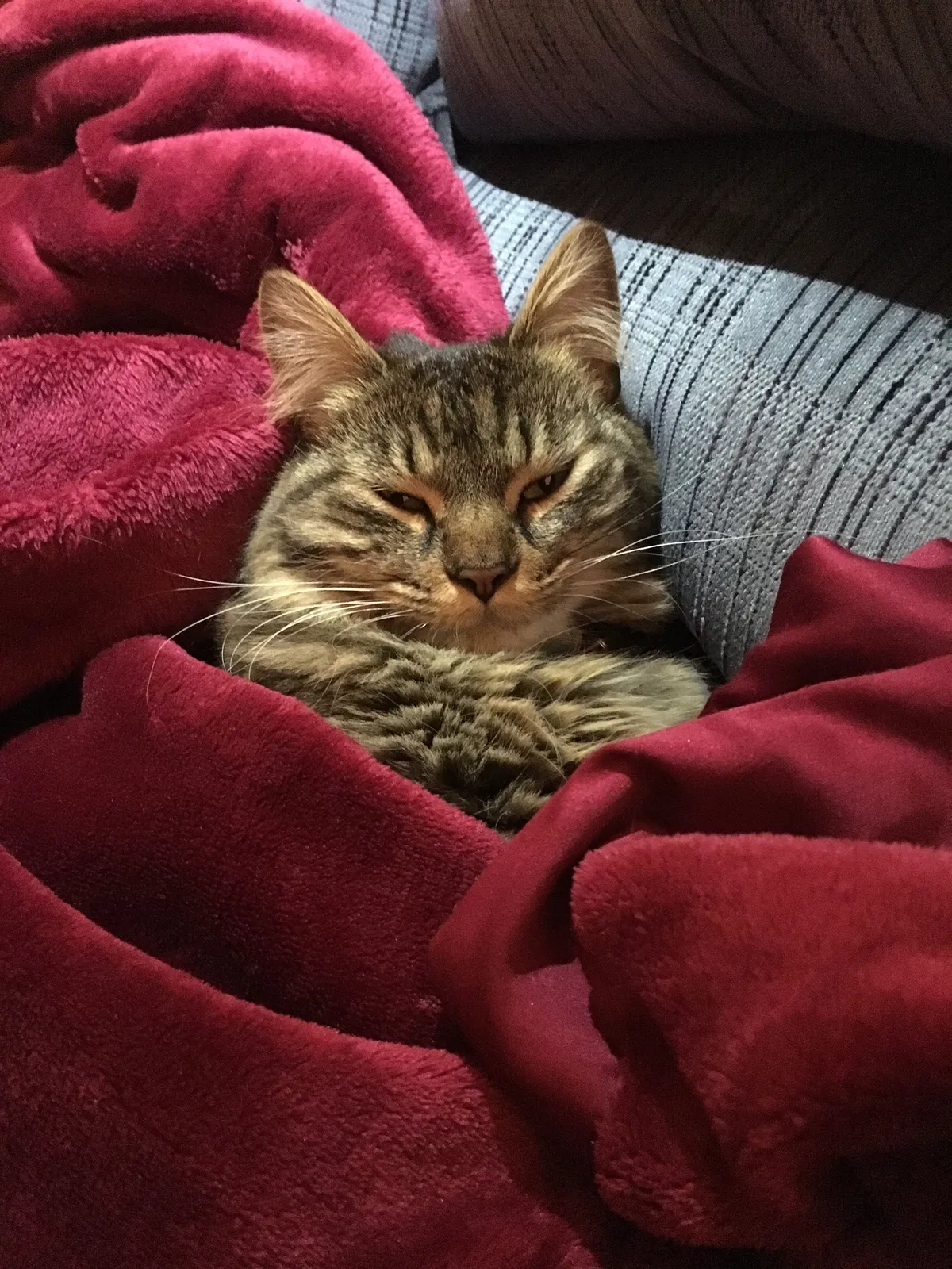 Lost cat in Saint Charles, MO, 63303