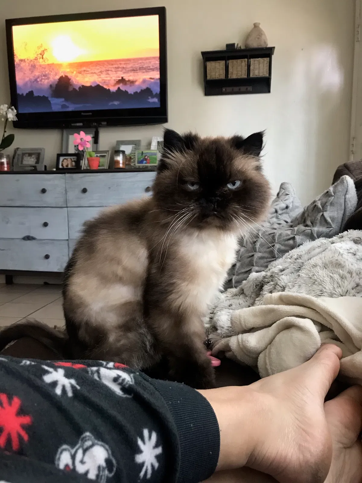 Lost cat in San Diego, CA, 92131