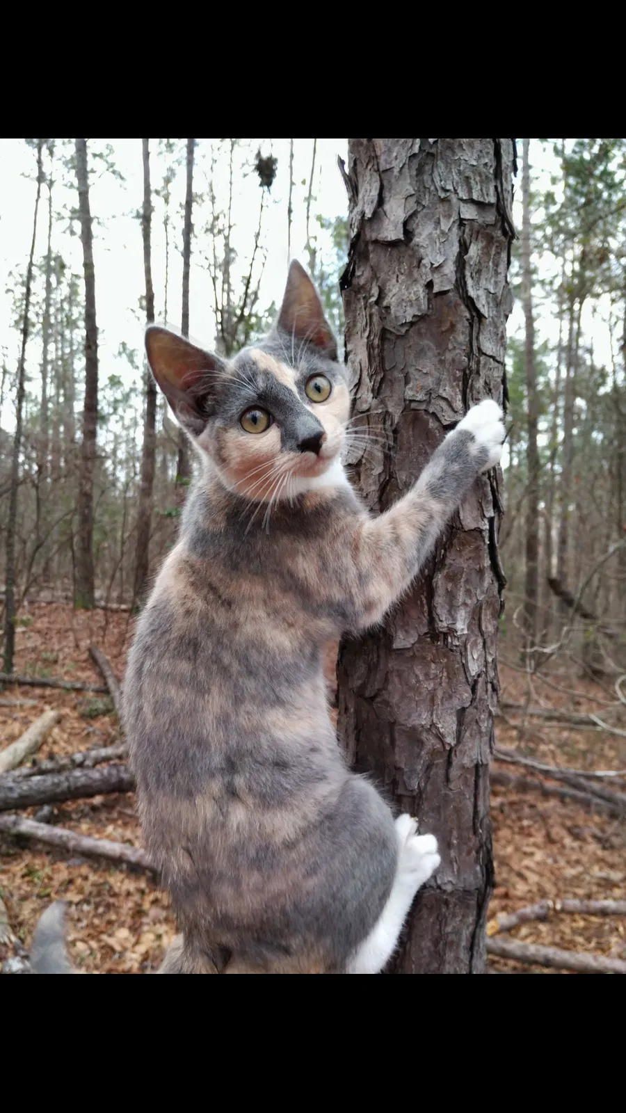 Lost cat in Macon, GA, 31217