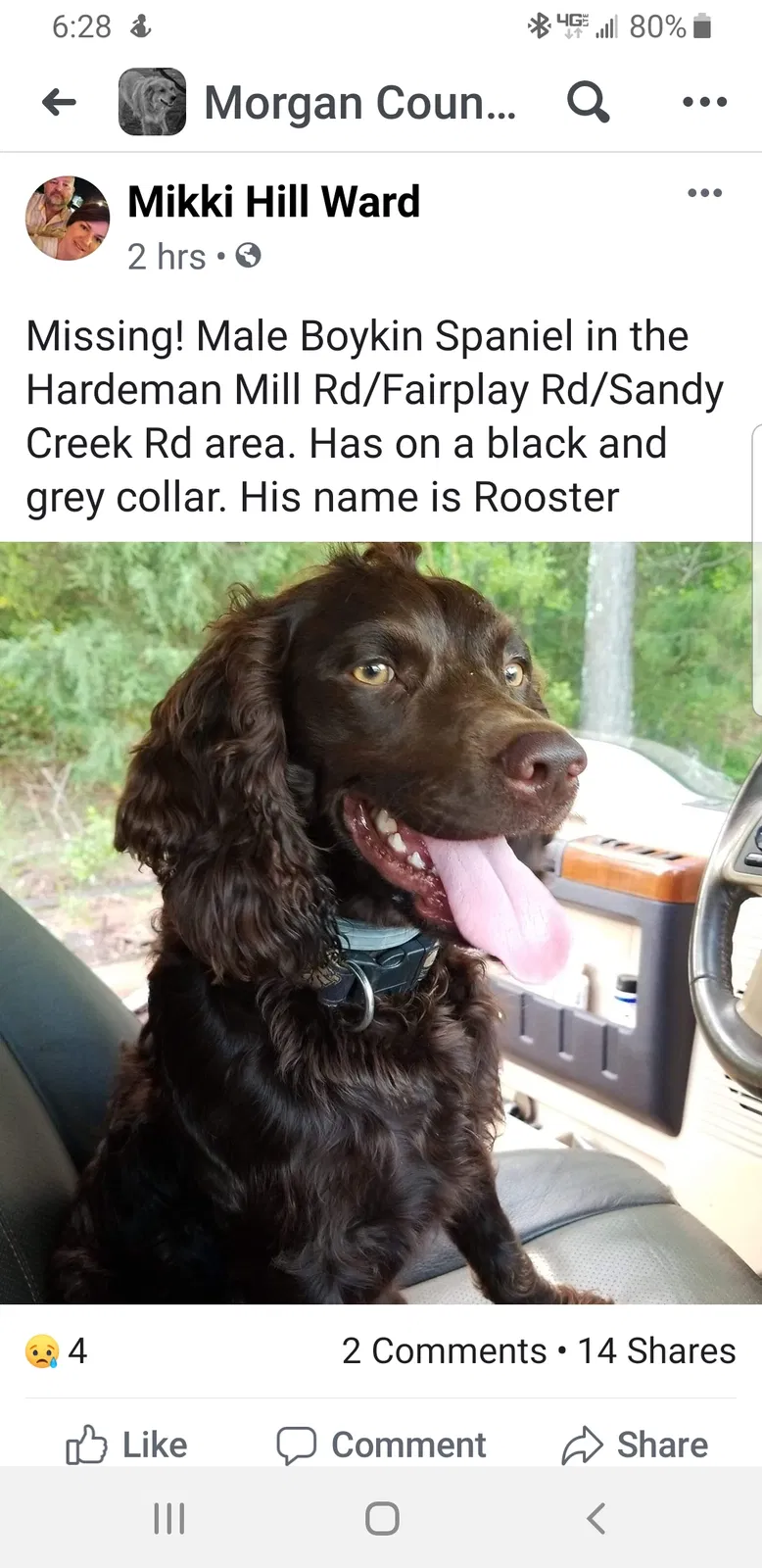 Lost dog in Madison, GA, 30650