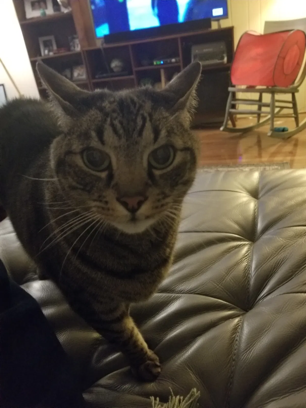 Lost cat in Charlotte, NC, 28226