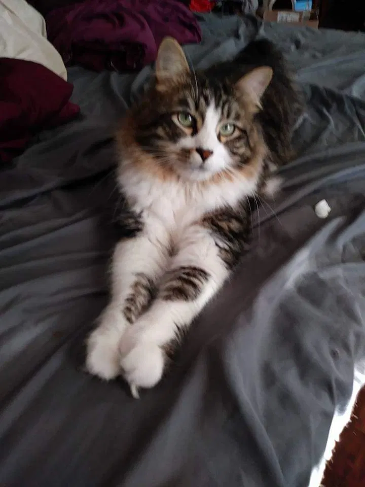 Lost cat in Minneapolis, MN, 55404
