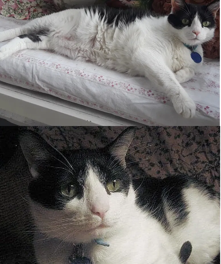 Lost cat in Spencer, NC, 28159