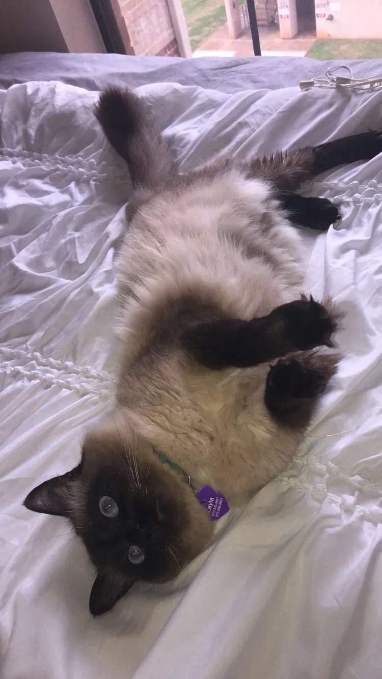 Lost cat in Fayetteville, AR, 72701