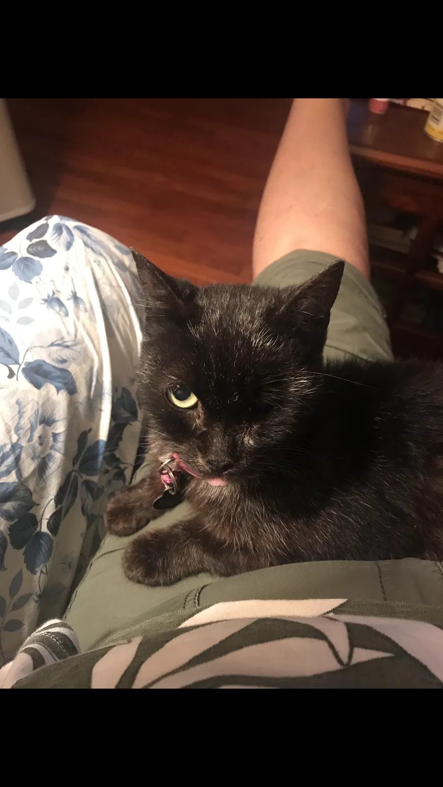 Lost cat in Cleveland, OH, 44109