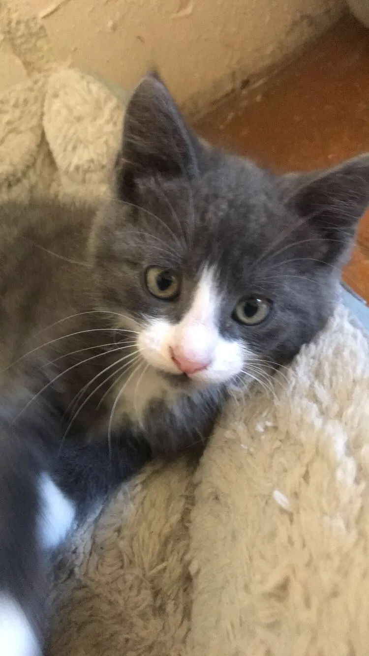 Lost cat in Tieton, WA, 98947