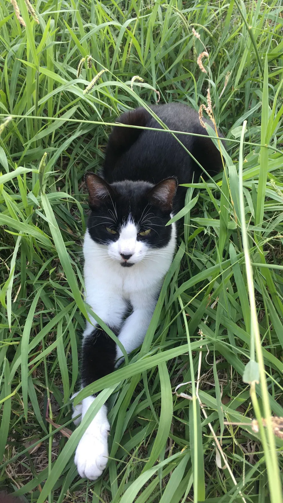 Lost cat in Citrus Heights, CA, 95610