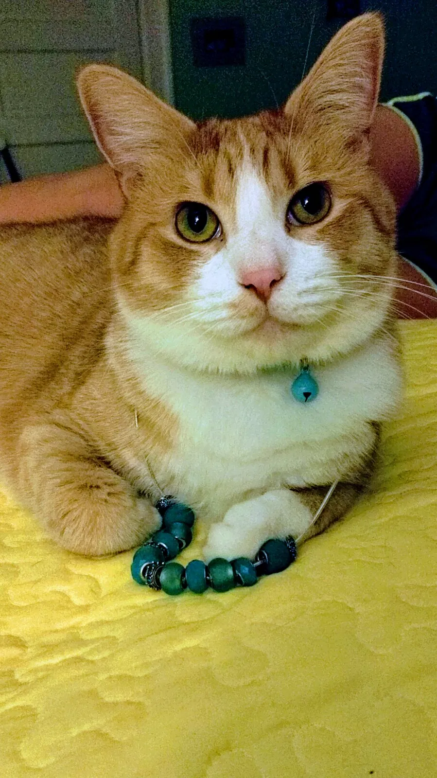Lost cat in Pittsburgh, PA, 15205