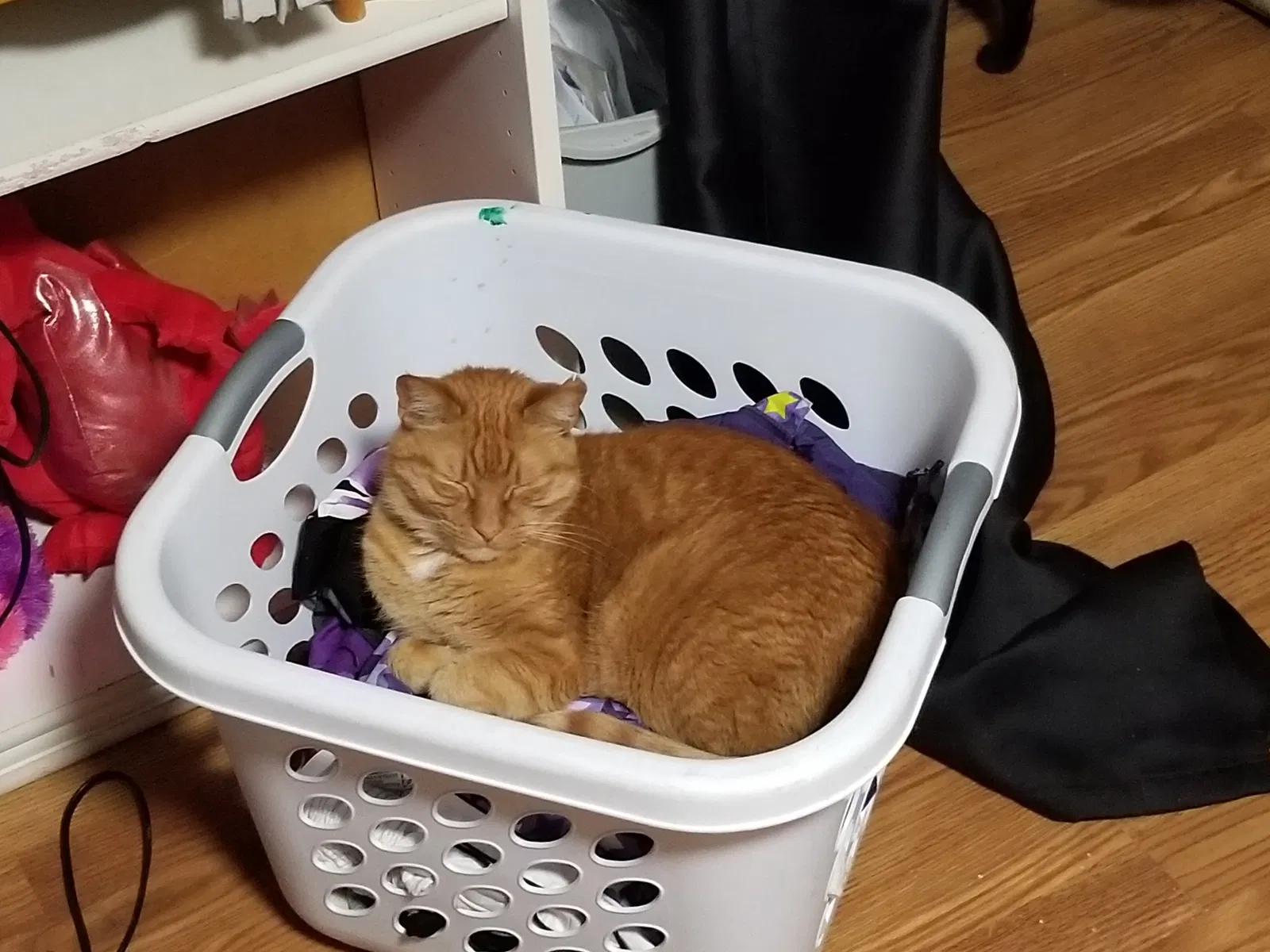 Lost cat in Saint Paul, MN, 55117