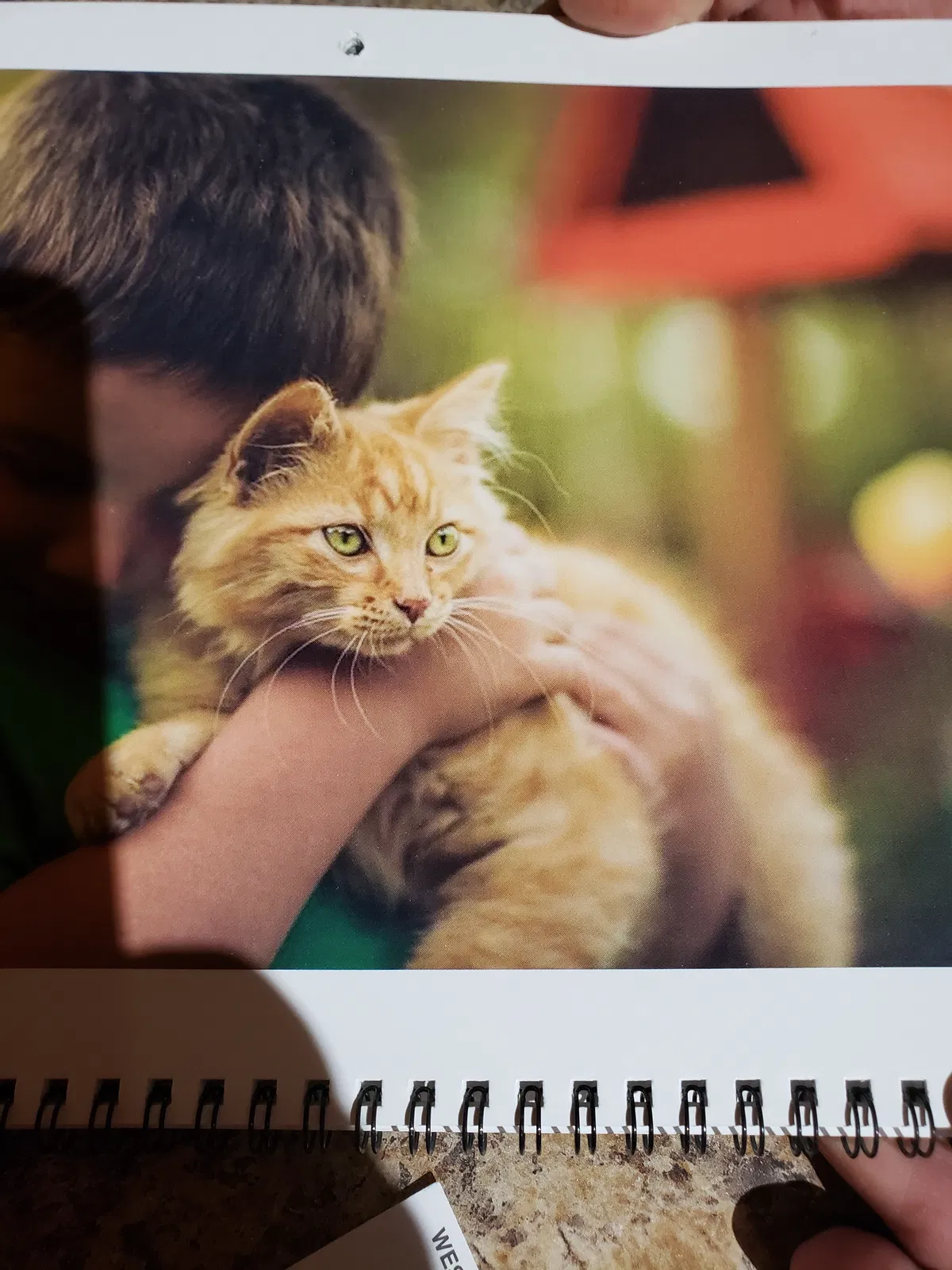 Lost cat in Saginaw, MN, 55779