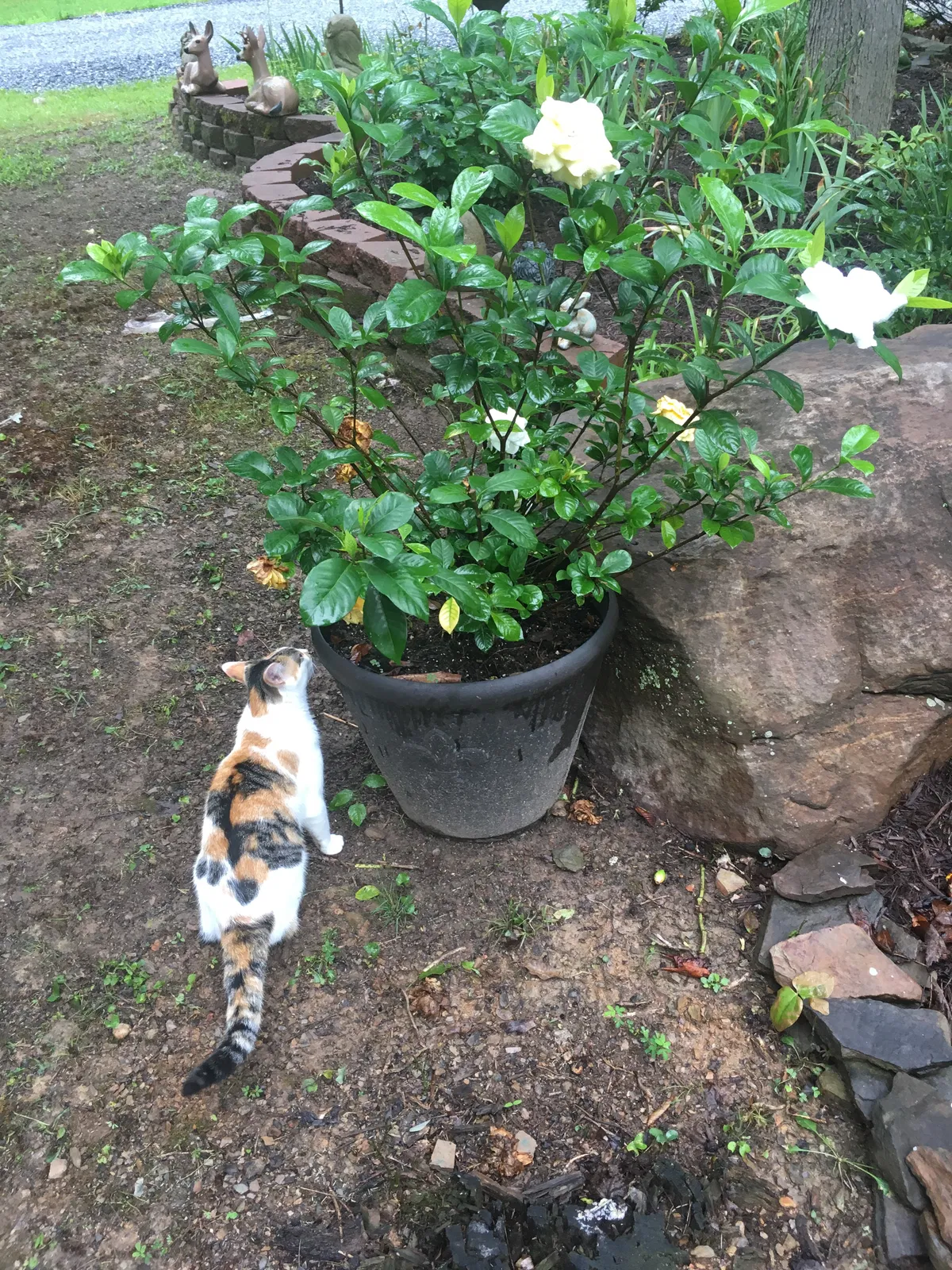 Lost cat in New Castle, VA, 24127