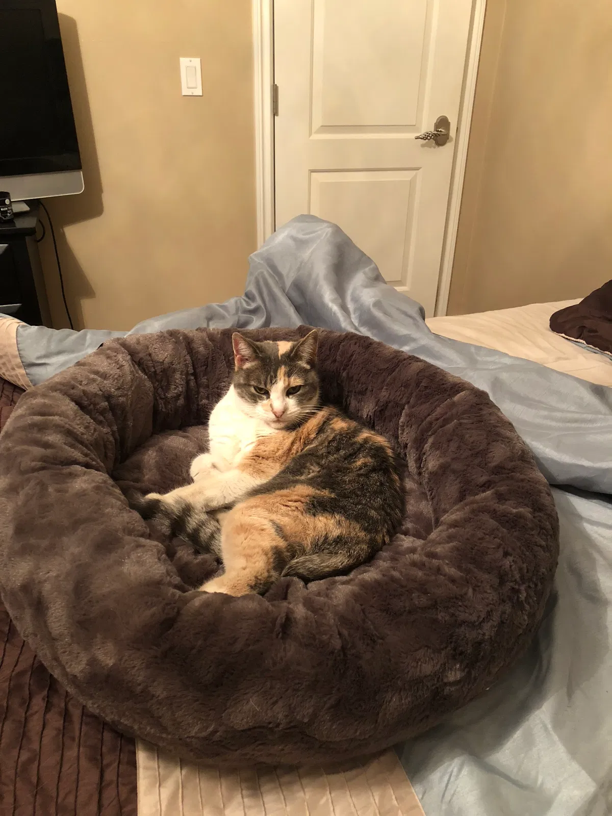 Lost cat in La Habra, CA, 90631